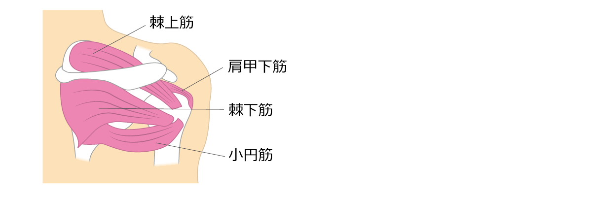 福岡市 症状 腱板損傷